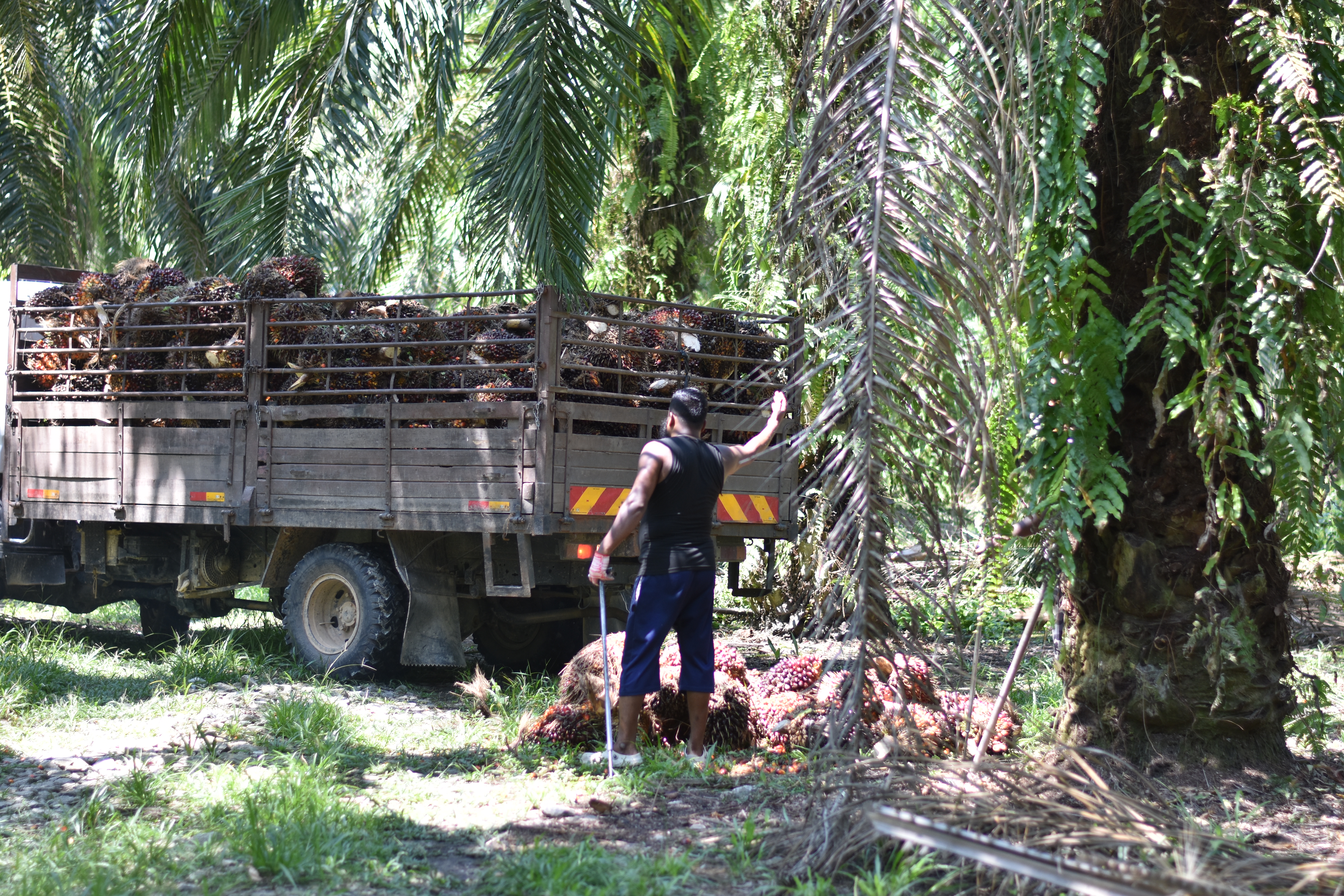 Pemandangan ladang sawit KPMP