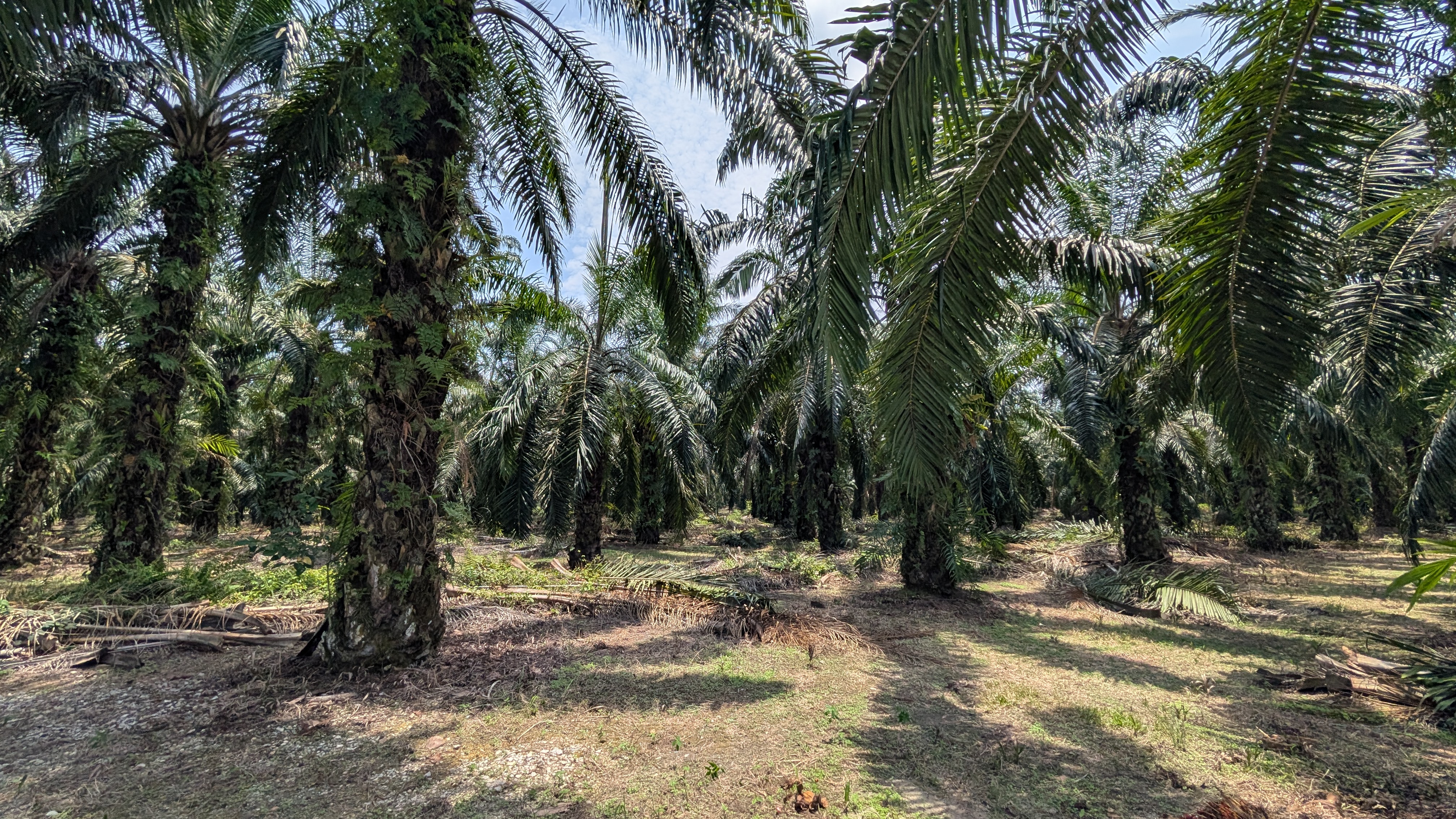 Pekerja ladang sawit